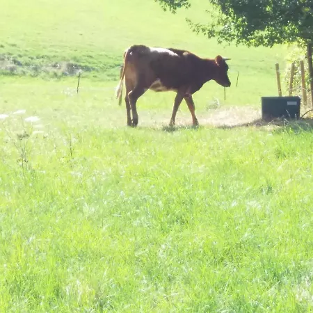 A La Ferme La Campagne Beauraing