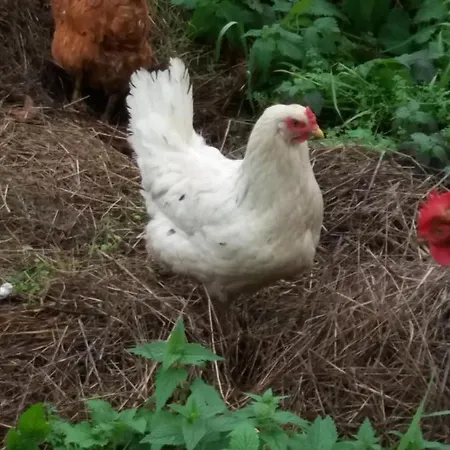 A La Ferme La Campagne Beauraing